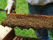 Уже с июля в Закарпатье на пасеках будут собирать летний мед