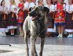 В Ужгороде погиб пес, которого окрестили "душой города"