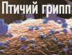 В Румынии заболели куры высокопатогенным гриппом