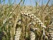 Пшениці озимої та ярої на Закарпатті скошено на площі 33,4 тис. га.