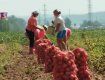 Закарпатське СТ «Клячанівське» хизується великим врожаєм картоплі.