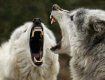 Волки нападают на домашних собак, сидящих на привязи возле домов
