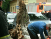В Ужгороде из-за непогоды массово падают старые деревья