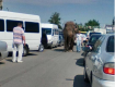 В Ужгороді посеред дороги розгулював слон