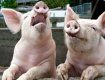 Захворілі на АЧС свині підлягають знищенню та спаленню.