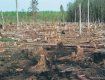 В Великоберезнянском лесничестве вырубили лес на 400 тыс. грн.