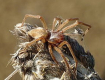 Скорее всего, этот паук попал в Закарпатье из Центральной Европы
