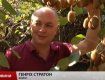 Генрих Стратон хочет вывести новый сорт украинского киви