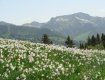 В Закарпатье пик цветения Долины нарциссов начнется с 9 мая