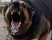 В России собаки съели свою хозяйку