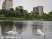 В Ужгород, на озеро возле 12 школы, прилетели три красивых лебедя