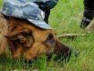 В Закарпатье пёс нашел бабушку, которая лежала без сознания