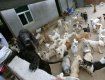Проблема с бродячими собаками в городе Ужгород стоит очень остро