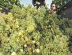 В этом году украинские виноградари получат неплохой урожай