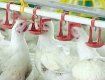 В период стихийного бедствия птицефабрики необоснованно завысили цены на куриные яйца