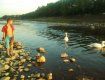 В Ужгороде два десятка ребят пришли полюбоваться на пару белоснежных лебедей