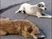 В Ужгороде массово и жестоко отравили собак...