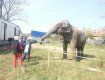 В Берегово много детей с большим удовольствием кормят слониху