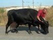 Донецкая корова-гигант дает по 60 литров молока в день