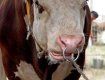 В Хустском районе бык неожиданно напал на своего хозяина