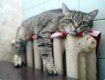 В Мукачево кошки смогут греться на теплых батереях уже с 15 октября