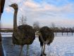 По закарпатской земле разгуливают африканские страусы