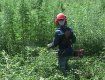 На Береговщине 17-летний юноша выращивал в поле коноплю