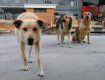 31 марта состоится международный марш против убийств собак в Украине