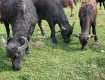 Карпатских буйволов выращивают в Хустском районе