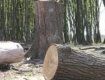 Прокуратура Закарпатья реагирует на нарушения в сфере охраны лесных ресурсов