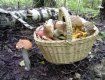 69-летний житель Крайниково отравился после сбора грибов