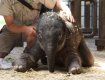 Слоненок родился в пражском зоопарке живым и здоровым
