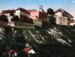 Замковая гора в Мукачево имеет шанс снова стать виноградной