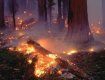 В горах Прикарпатья начались массовые лесные пожары