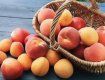В Закарпатье урожай персиков радует всех садоводов
