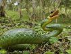 Змеи покусали в Карпатах уже больше десяти человек