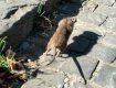 В Ужгороде действительными хозяевами чувствуют себя именно крысы, а не власть