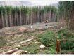 Бесконтрольной вырубкой леса в Карпатах занимаются все, кому не лень