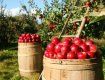 В Ужгородском районе все яблоки идут на экспорт в Россию