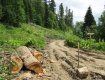 В Закарпатье вырубки лесов проходят массово и бесконтрольно