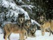 В Закарпатье никто не может остановить нападение волков