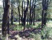 Чиновники Ужгородского горсовета раздали 1,23 га леса