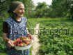 В Ужгороде 1 кг клубники стоит вдвое-втрое дороже, чем в селах
