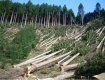 Прокуратурой Закарпатья начато уголовное дело по вырубке леса