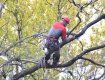 В Ужгороде 2 коммунальщика два дня обрезают деревья, - 5 000 горожан без света