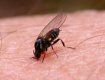 Закарпатцев предупреждают об опасных насекомых