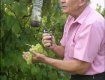 Иван Урста срывает первый нынешний урожай винограда на Малой горе возле села Великие Берега Береговского района Закарпатья.