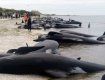 В Новій Зеландії сотні китів викинулись на берег
