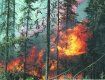 Лісоводи закликають громадян бути обереж­ними в поводженні з вогнем у лісі.