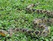 У Бразилії знайшли рідкісну змію: удав Кропана